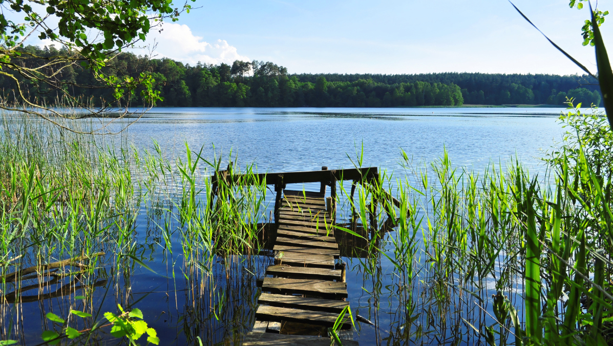 Jeziora w Polsce otoczone zielenią
